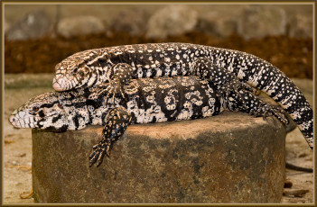 Картинка животные Ящерицы игуаны вараны ящерицы