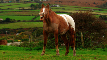 Картинка животные лошади лошадь
