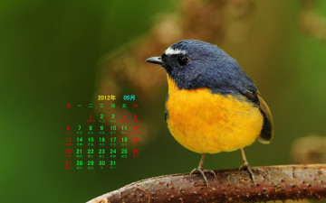 обоя календари, животные, ветка, птица