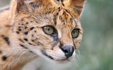 Картинка животные сервалы сервал