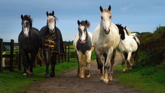 Обои картинки фото животные, лошади