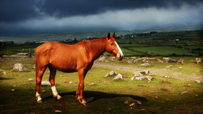 Обои картинки фото животные, лошади, лошадь