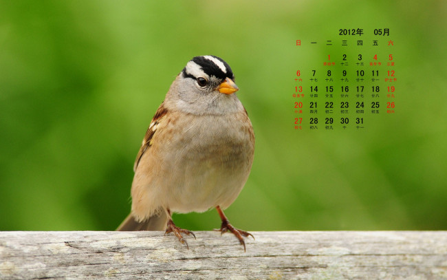 Обои картинки фото календари, животные, ветка, птица