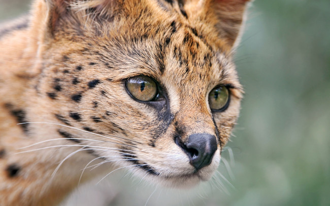 Обои картинки фото животные, сервалы, сервал