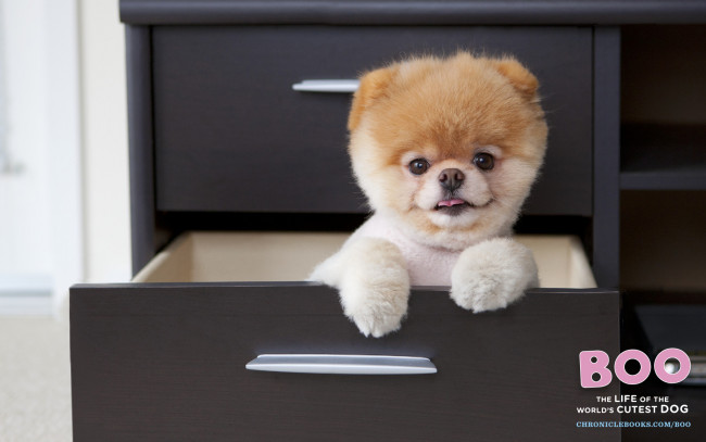 Обои картинки фото животные, собаки, boo, померанский, шпиц
