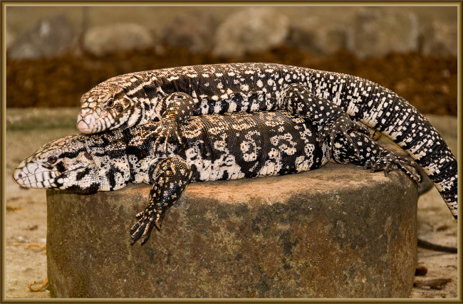 Обои картинки фото животные, Ящерицы, игуаны, вараны, ящерицы