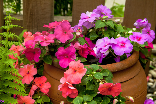 Обои картинки фото цветы, бальзамины, бочка