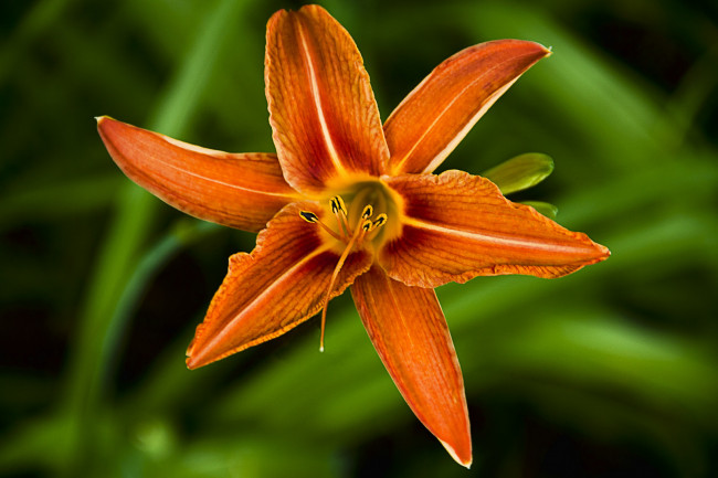 Обои картинки фото цветы, лилии, лилейники, зеленый, фон