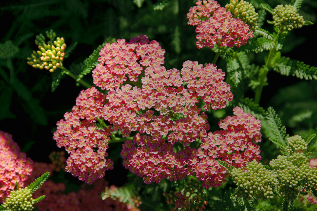 Обои картинки фото цветы, луговые, полевые, красные