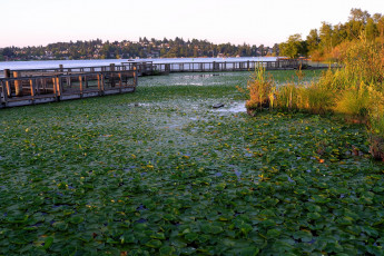 Картинка природа реки озера осень мост река