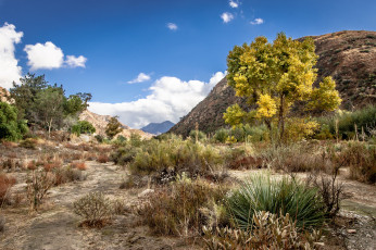 Картинка природа горы трава кустарник лощина