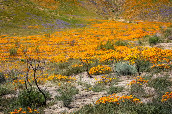 Картинка природа луга цветы луг предгорье