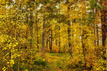 Картинка природа лес осень