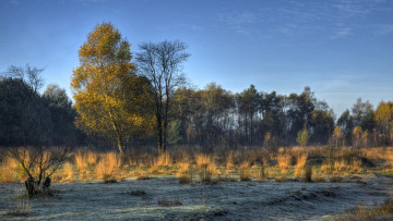 Картинка природа деревья поле лес трава иней