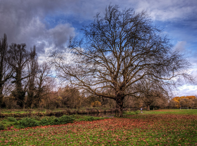 Обои картинки фото природа, деревья, поле, трава, дерево, листва