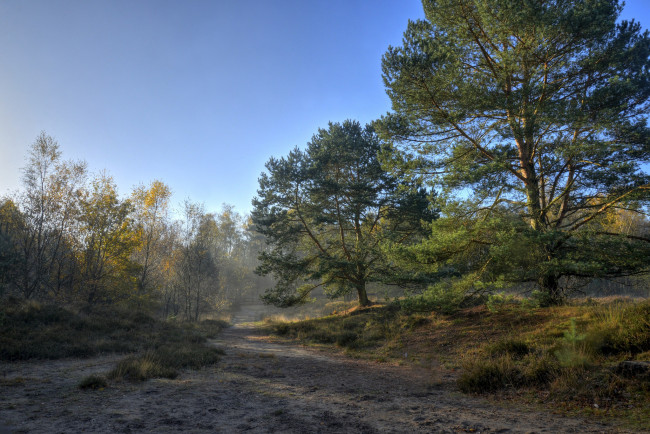 Обои картинки фото природа, дороги, поле, лес, трава, дымка