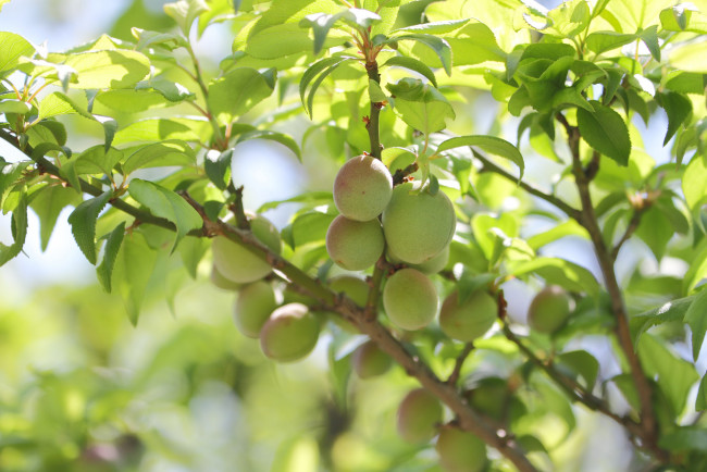 Обои картинки фото природа, плоды, листья, ветка