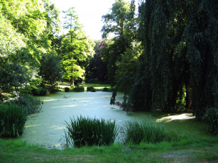 Картинка природа парк камыши пруд