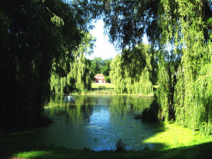 Картинка природа парк пруд ивы