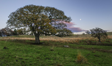Картинка природа деревья дуб поле