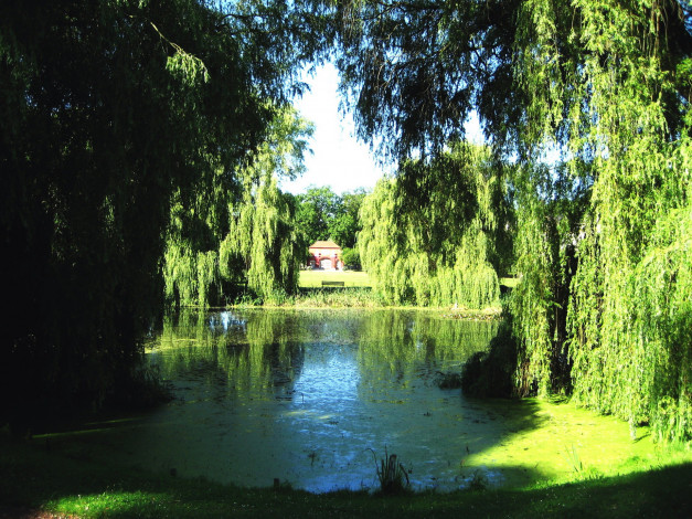 Обои картинки фото природа, парк, пруд, ивы