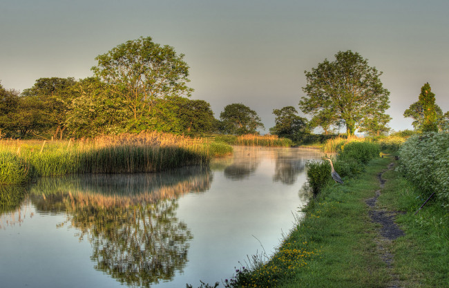 Обои картинки фото природа, реки, озера, камыш, река, лс