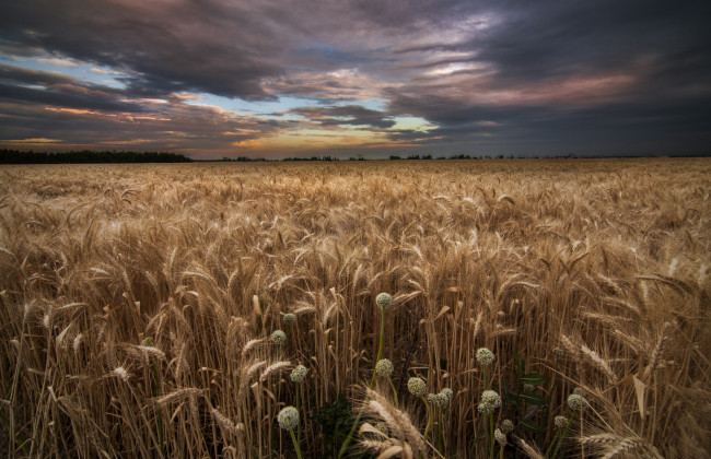 Обои картинки фото природа, поля, рожь, посевы