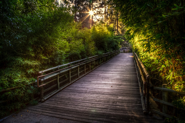 Обои картинки фото природа, дороги, мост, лес