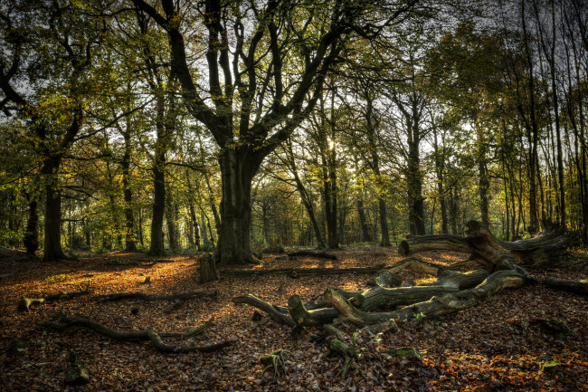 Обои картинки фото природа, лес, листва, деревья, осень