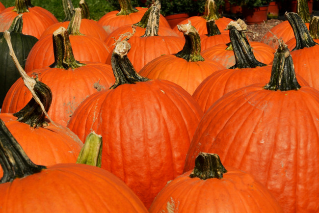 Обои картинки фото еда, тыква, осень, урожай