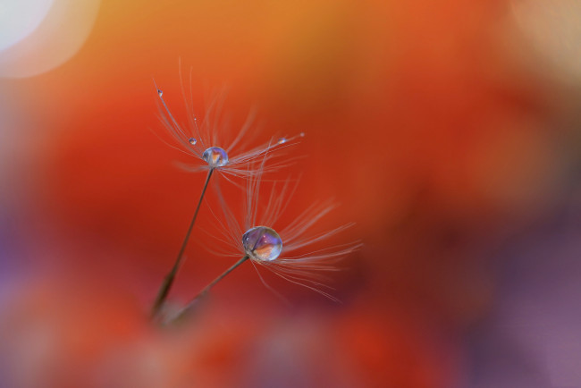 Обои картинки фото природа, макро, капли, былинка, роса