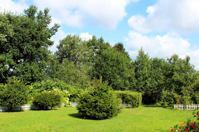 Обои картинки фото природа, парк, деревья, изгородь, живая