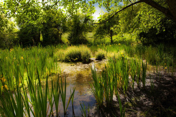 Картинка природа реки озера лес река