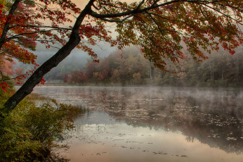 Картинка природа реки озера река лес