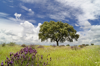 Картинка природа деревья крона дерево