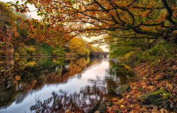 Картинка природа реки озера река лес