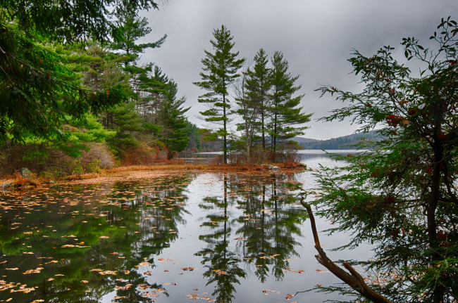 Обои картинки фото природа, реки, озера, река, лес