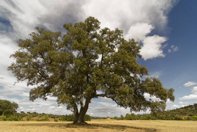 Обои картинки фото природа, деревья, крона, дерево
