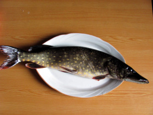 Картинка еда рыба +морепродукты +суши +роллы щука