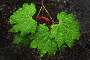 Картинка природа листья капли