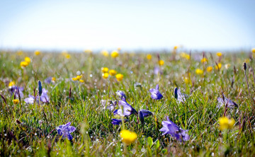 Картинка природа луга колокольчики боке