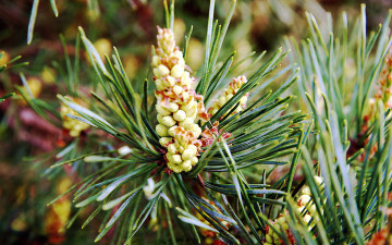 Картинка природа шишки +жёлуди +каштаны пиния