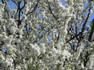 Картинка цветы цветущие+деревья+ +кустарники весна 2018