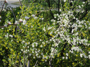 Картинка цветы цветущие+деревья+ +кустарники весна 2018