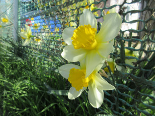 Картинка цветы нарциссы весна 2018