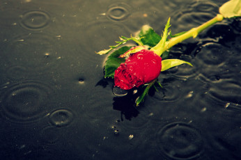 Картинка цветы розы бутон