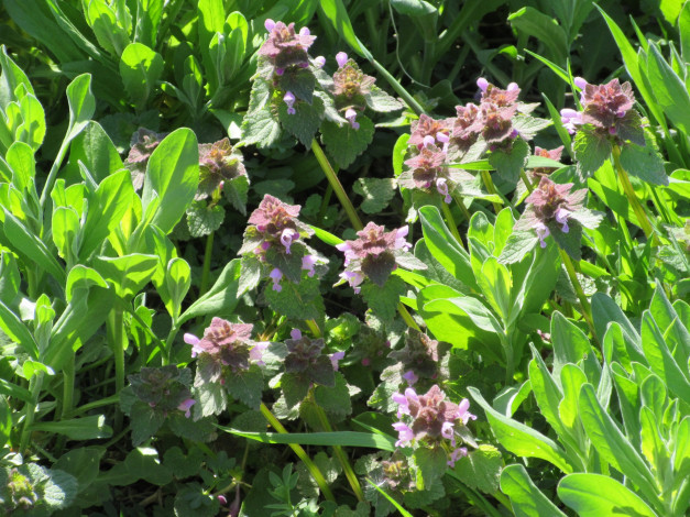 Обои картинки фото цветы, луговые , полевые,  цветы, весна, 2018