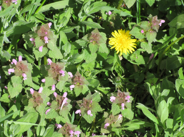 Обои картинки фото цветы, луговые , полевые,  цветы, весна, 2018