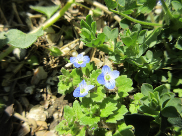 Обои картинки фото цветы, незабудки, весна, 2018