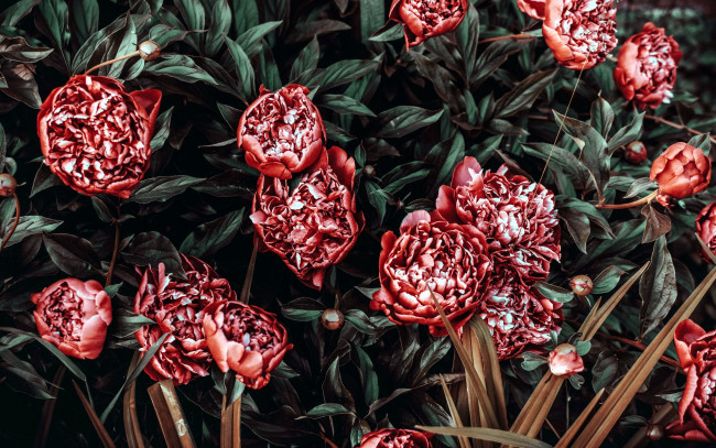 Обои картинки фото цветы, пионы, куст